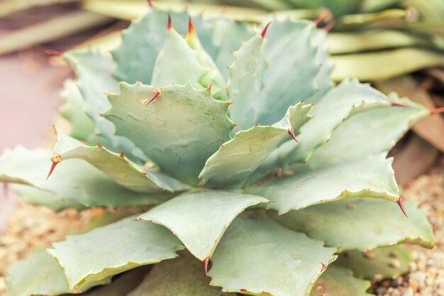 Cactus épineux vert à feuilles plates