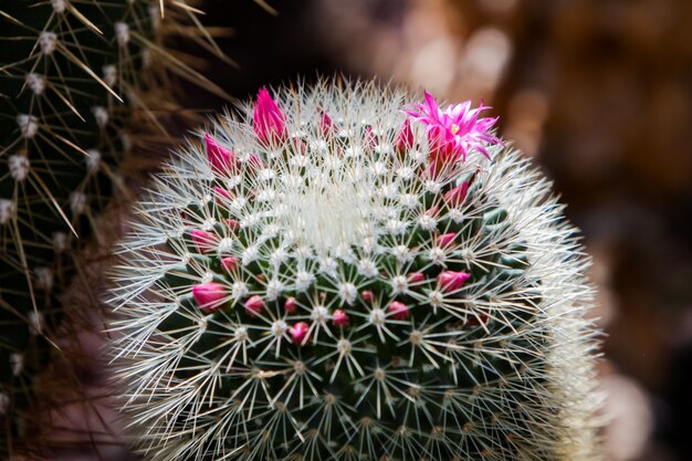 Cactus épineux