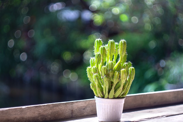 Le cactus est décoré sur une étagère en bois dans un café