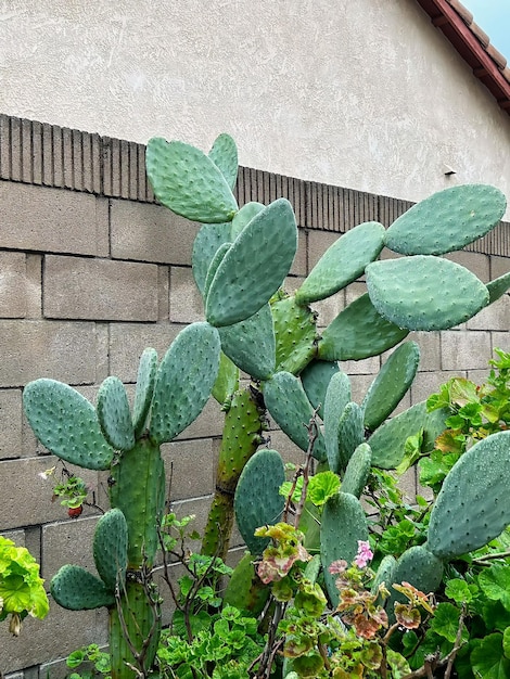 Un cactus est devant un mur de briques.