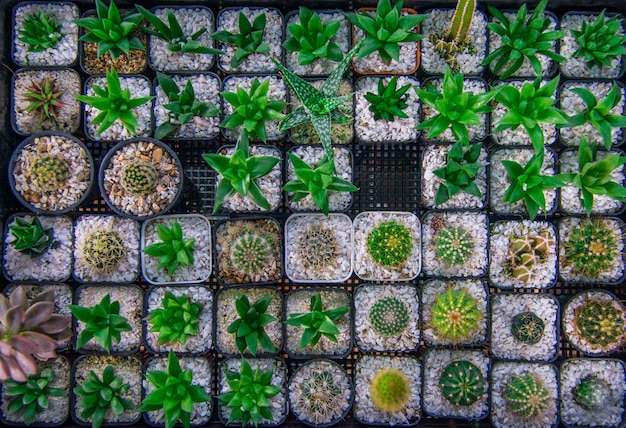 Cactus est populaire parmi les amateurs d&#39;arbres en pots.