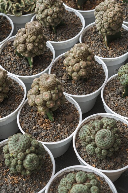 Un cactus esthétique en pot sur le marché