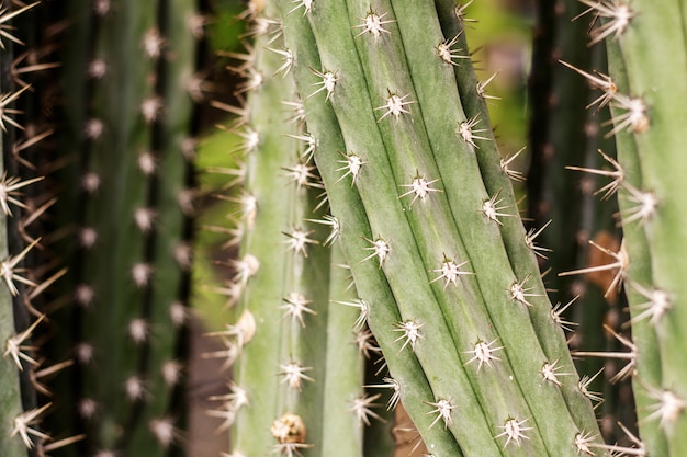 Cactus en été avec texture.