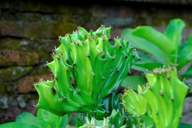 Cactus Euphorbia lactea dans le jardin Succulent avec des thons pointus Kaktus laktea