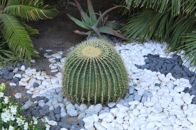 cactus exotique épineux poussant dans le sol