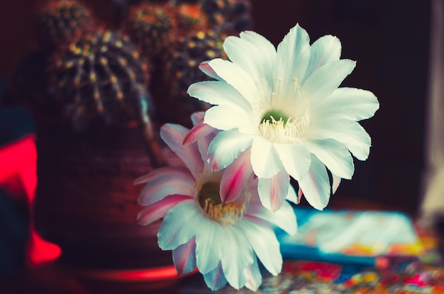 cactus fait maison en fleurs dans un pot