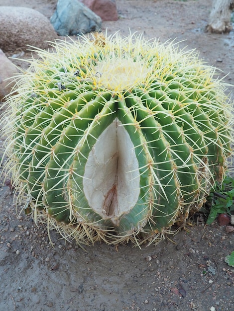Un cactus avec une feuille blanche dessus