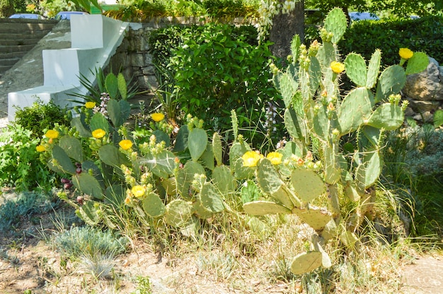 Cactus figue de Barbarie avec de nombreuses fleurs jaunes, pousse dans le parc, à l'extérieur.