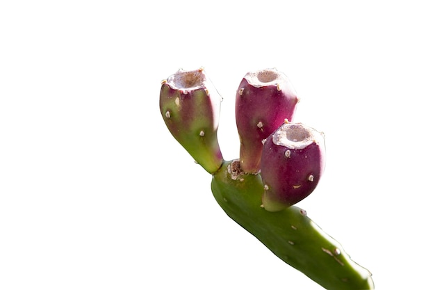 Cactus de figue de Barbarie avec de nombreux fruits isolés sur fond blanc.