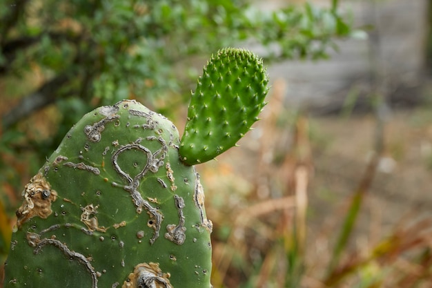 Cactus figue de Barbarie sauvage mûr avec une jeune pousse de nopal