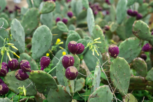 Photo cactus de figue de barbarie