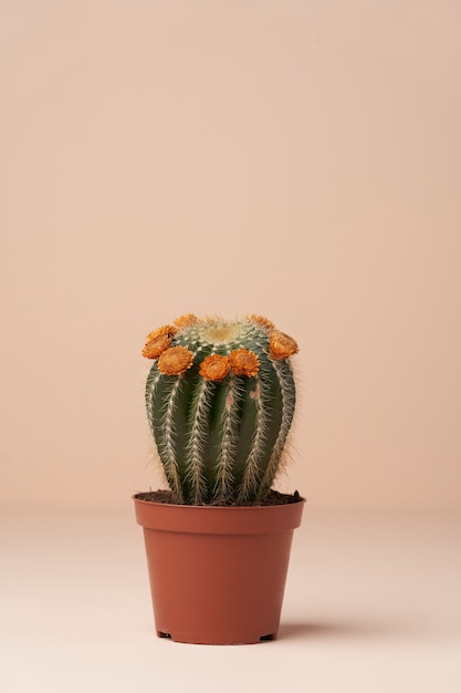 Cactus avec fleur dans un pot marron. Cactus en fleurs sur une surface rose avec espace de copie