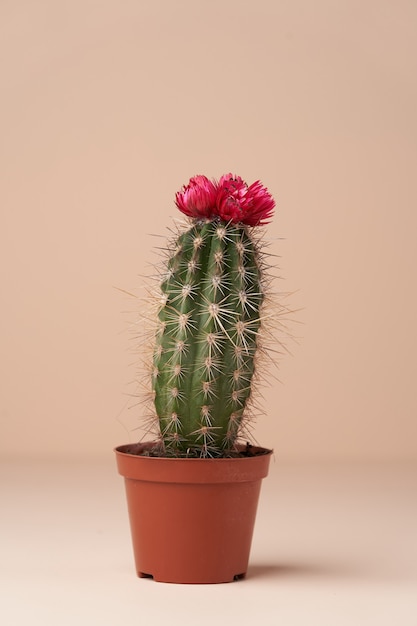 Cactus avec fleur dans un pot marron. Cactus en fleurs sur une surface rose avec espace de copie