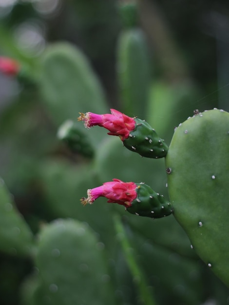 Photo un cactus avec une fleur rouge dessus