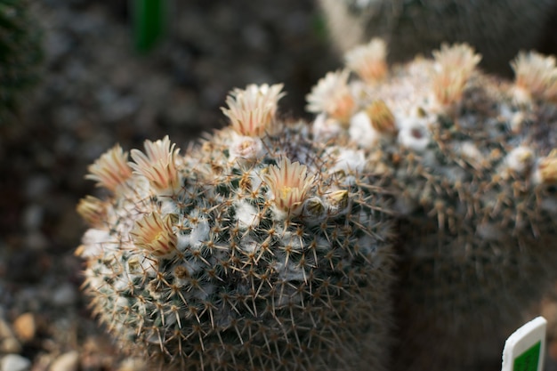 Cactus en fleurs, cactacées ou cactus sur fond flou