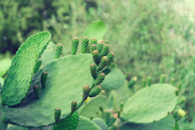 Cactus en fleurs dans un jardin botanique