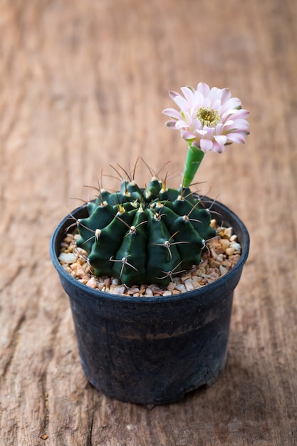 cactus de fleurs sur fond en bois