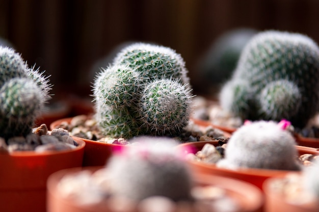 Cactus à fleurs roses dans un pot