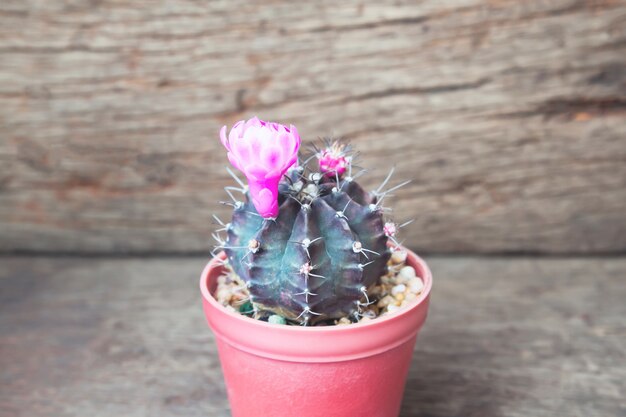 Cactus avec des fleurs roses sur fond en bois rustique