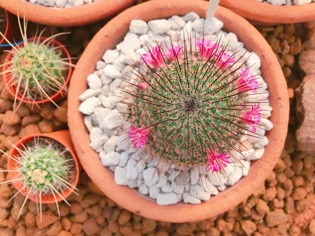 Cactus et fleurs roses à l&#39;intérieur du pot