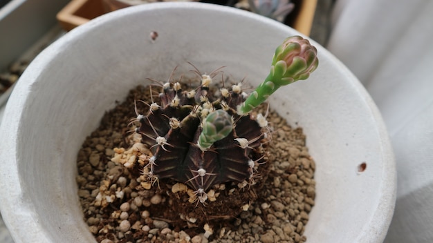 cactus en fleurs