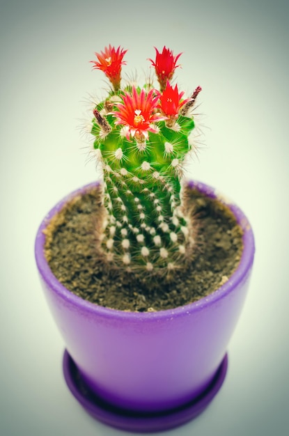 Cactus en fleurs