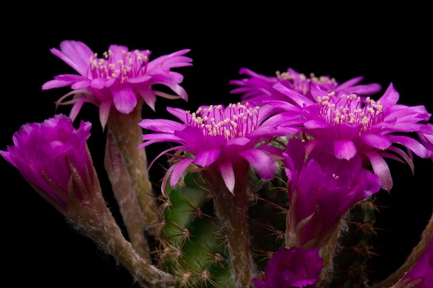 Photo cactus flower pictures beautiful blooming in colorful.