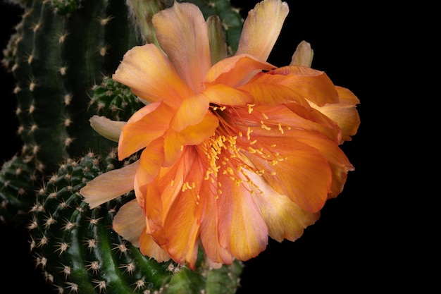 Photo cactus flower pictures beautiful blooming in colorful.