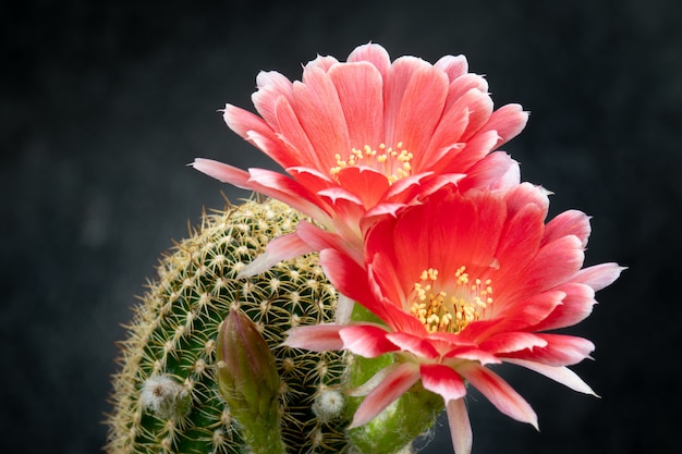 Photo cactus flower pictures beautiful blooming in colorful.