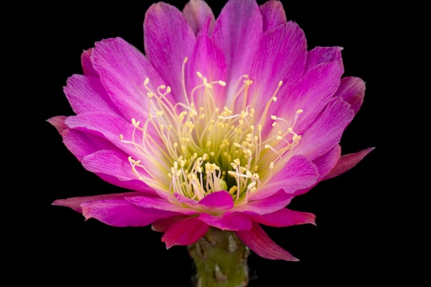 Photo cactus flower pictures beautiful blooming in colorful.