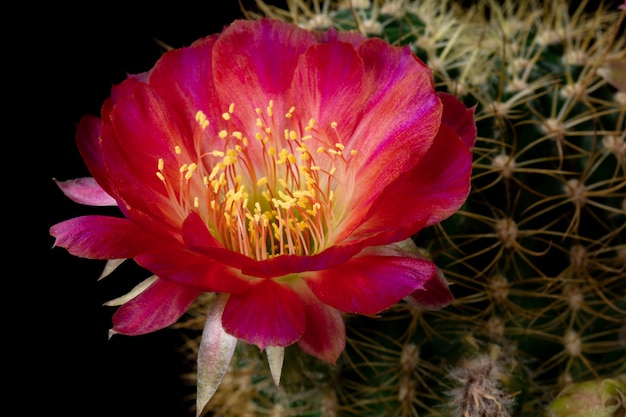 Photo cactus flower pictures beautiful blooming in colorful.