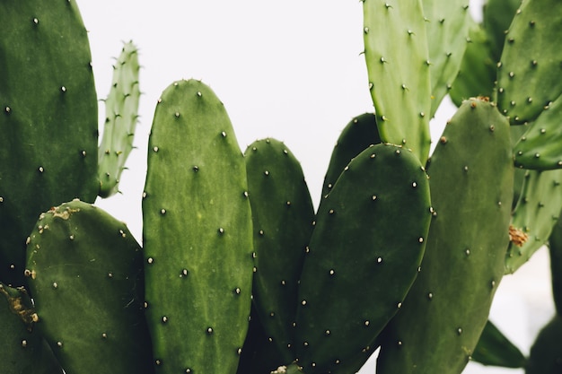 Cactus sur fond blanc