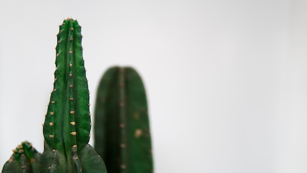 Cactus sur fond blanc