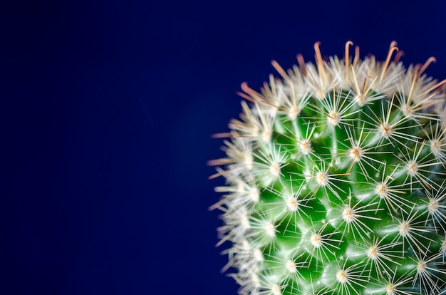 Cactus, fond bleu