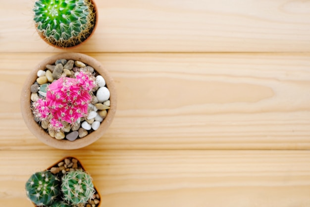 Cactus sur fond de bois avec espace copie