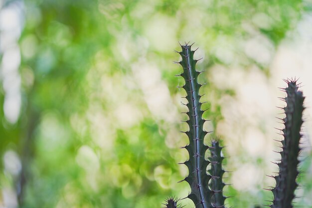 Cactus sur fond flou vert.