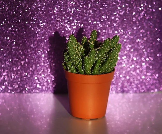 Cactus sur fond vert abstrait paillettes bokeh.