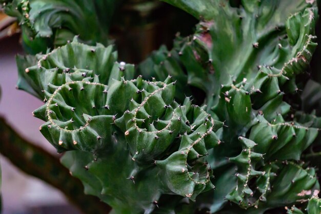 Un cactus de forme inhabituelle avec de petites épines