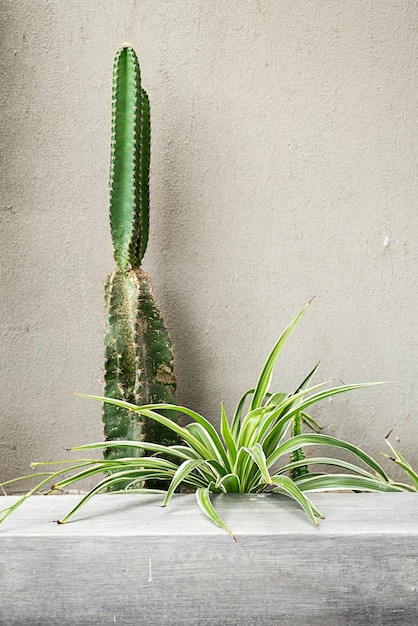 Cactus géants contre mur gris béton