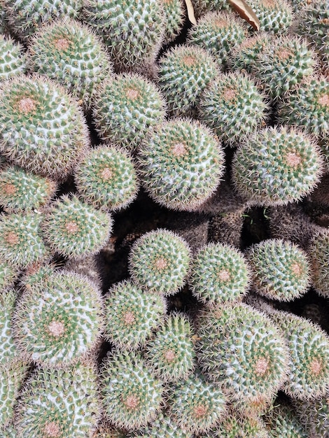 Cactus gros plan détail