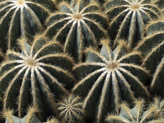 Photo cactus gros plan détail