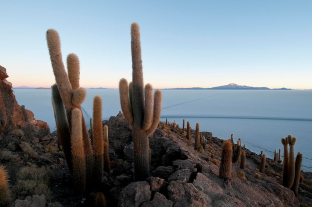 Cactus à l'île Incahuasi Salar de Uyuni Potosi Bolivie