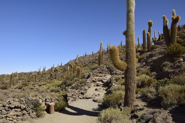 Cactus sur l'Isla Incahuasi dans le plus grand salar du monde Salar de Uyuni en Bolivie