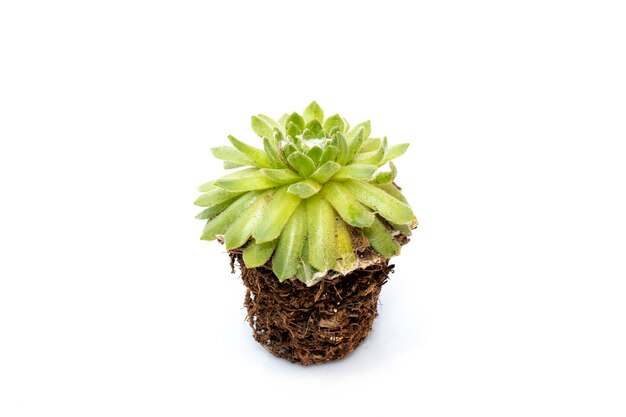 cactus isolé. Petite plante décorative. Vue de face.
