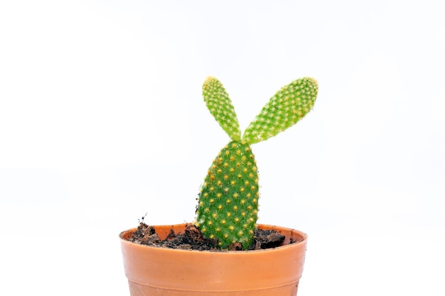 cactus isolé. Petite plante décorative. Vue de face.