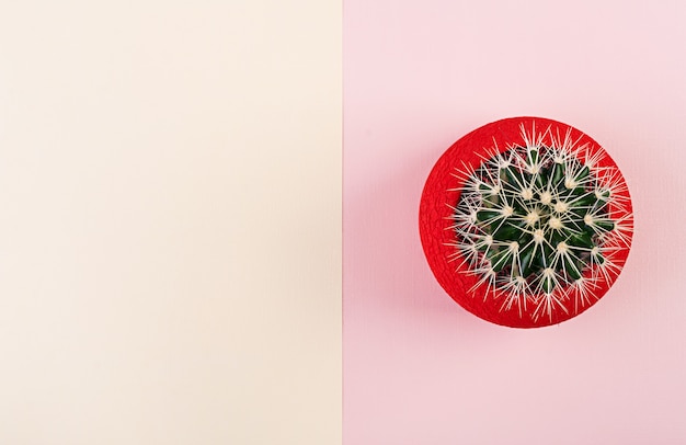 Cactus isolé en pot rouge. Vue de dessus pour le fond