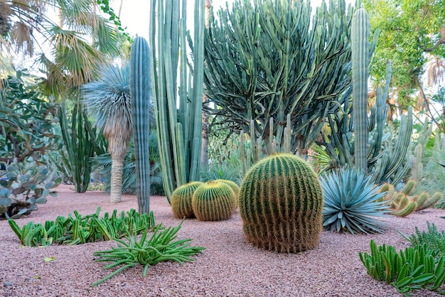 Cactus de Jardin Majorelle Marrakech