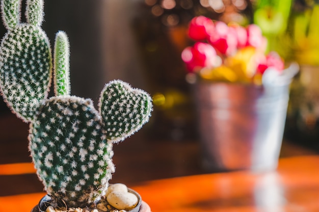 Cactus de lapin en forme de coeur, Opuntia au soleil mornig