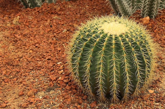 Cactus, largement cultivé comme plante ornementale