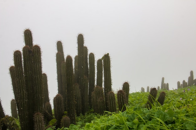 Cactus à longue tige poussant sur des plantes vertes fond un paysage nuageux